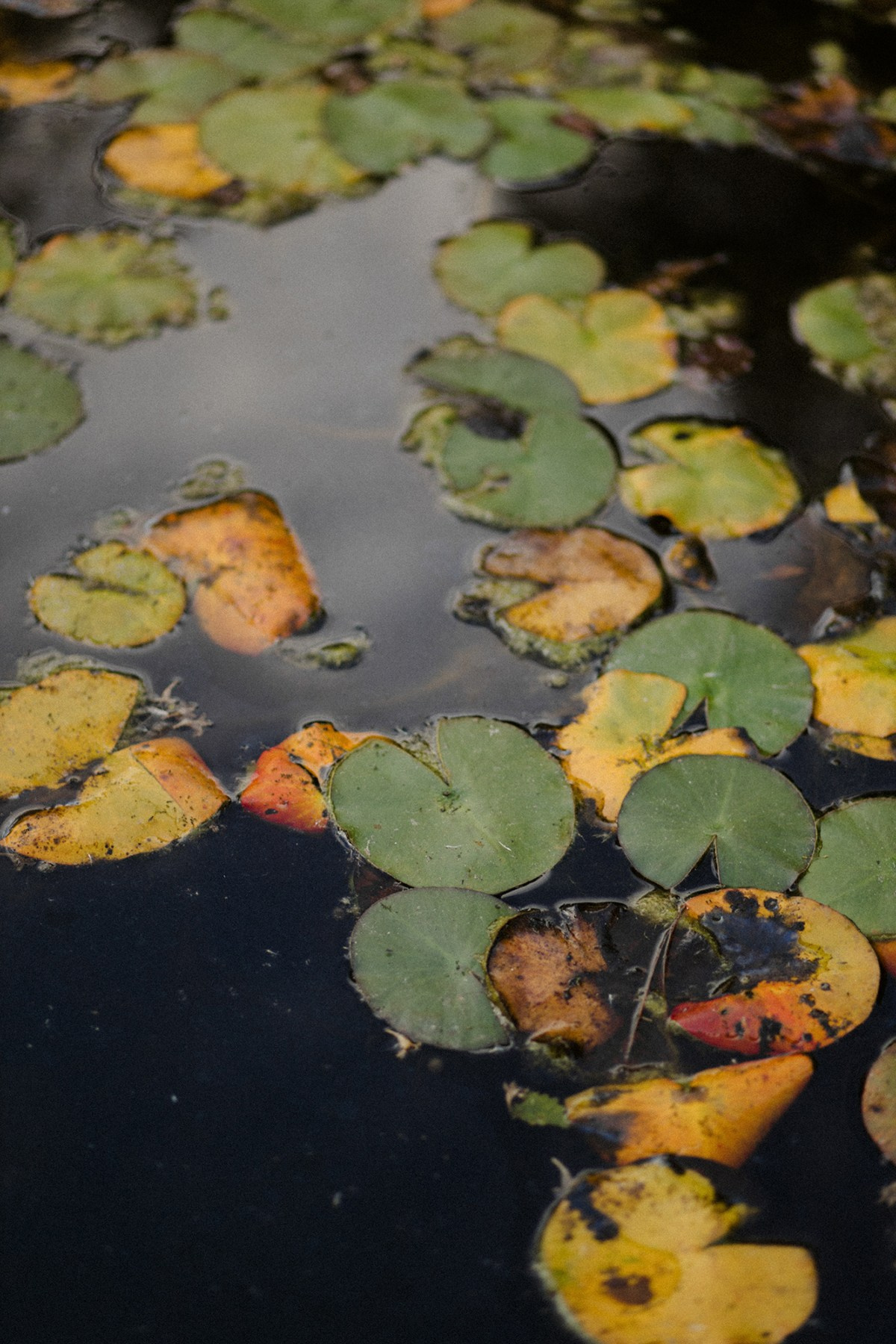 Jenya. Anastasia Blud Photography