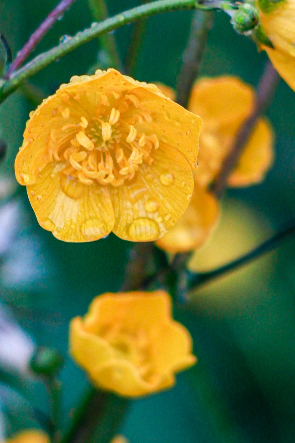 Природа. Фотограф в Южно-Сахалинске Гусаков Евгений