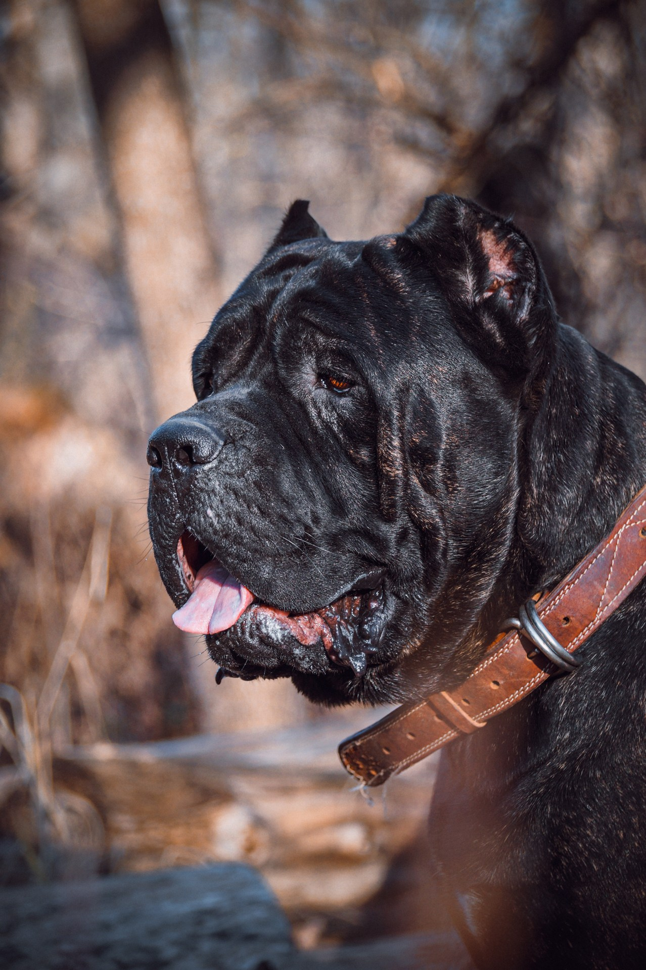 гончарова анна фотограф животных ростов фотограф на выставке животных 