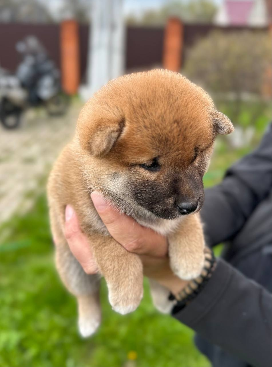 сиба питомник Рубилайт щенки на продажу rubylight  сиба щенки купить СПб Санкт-Петербург