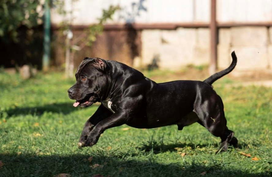 Красивый черный булли в движении, яркая фотография