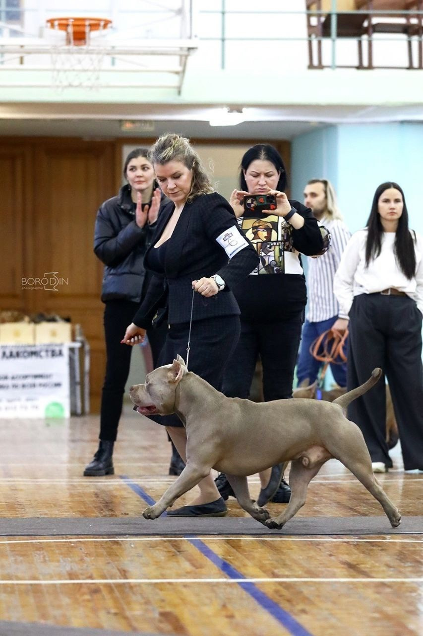 American Bully - купить в Сочи