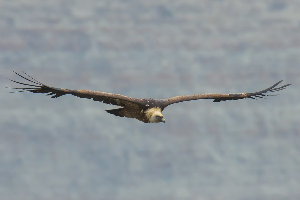 Птицы. Photomantis