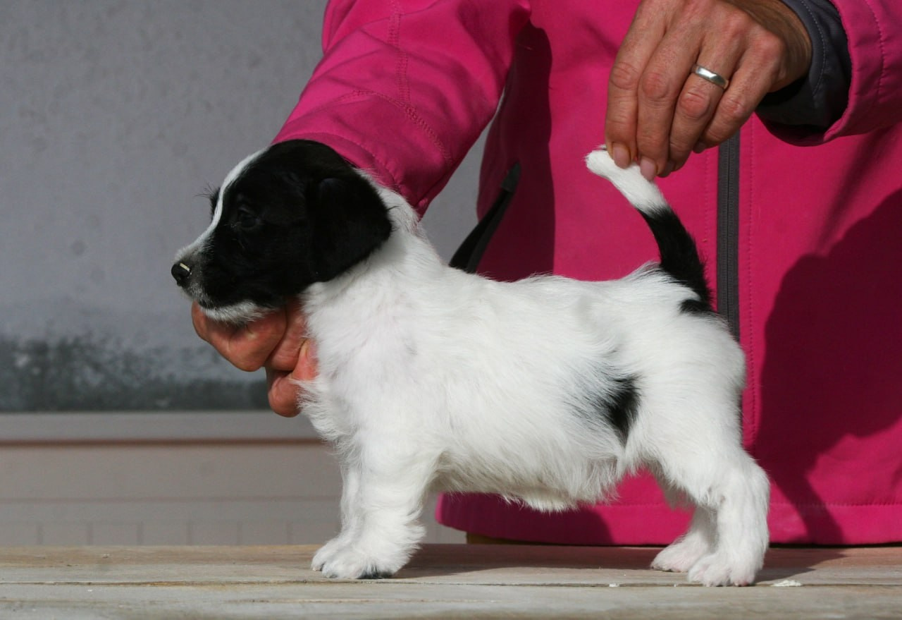 Сука 2. Lovely-Orange питомник джек рассел терьеров