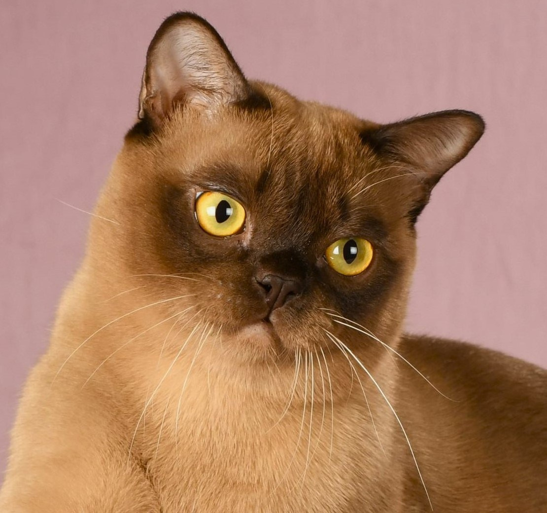 Котёнок американской бурмы. Las Burmas — питомник американской бурмы традиционных линий