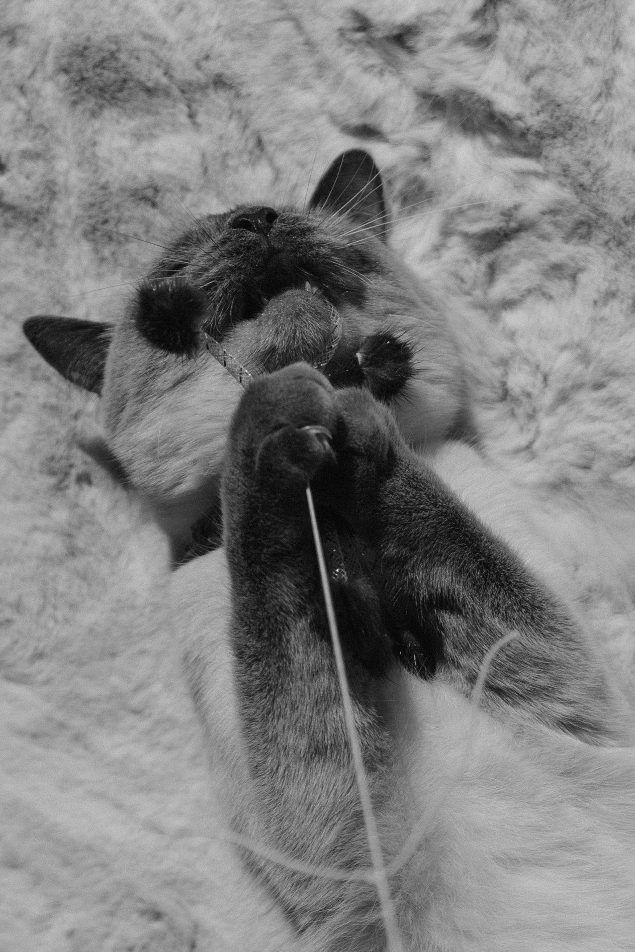 Бэлла, Деми и Луна. Фотораф — анималист Мария Шистка