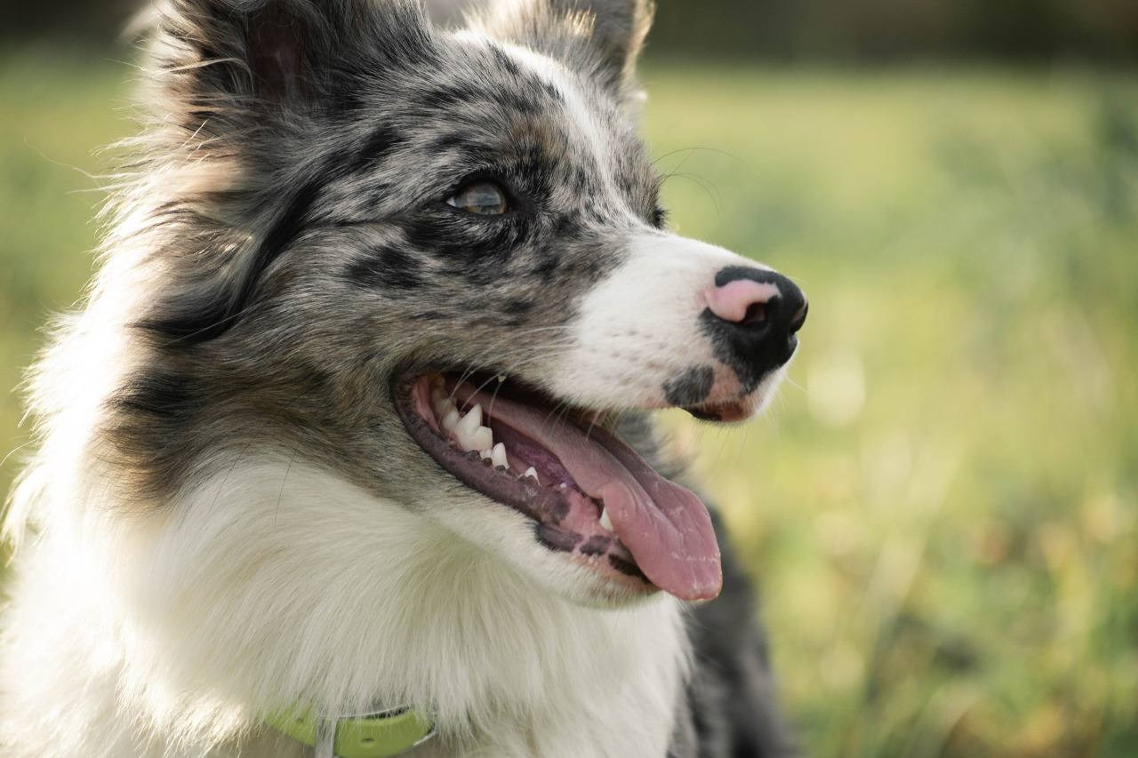 Фритсвит. Семейный фотограф Ефремова Виктория