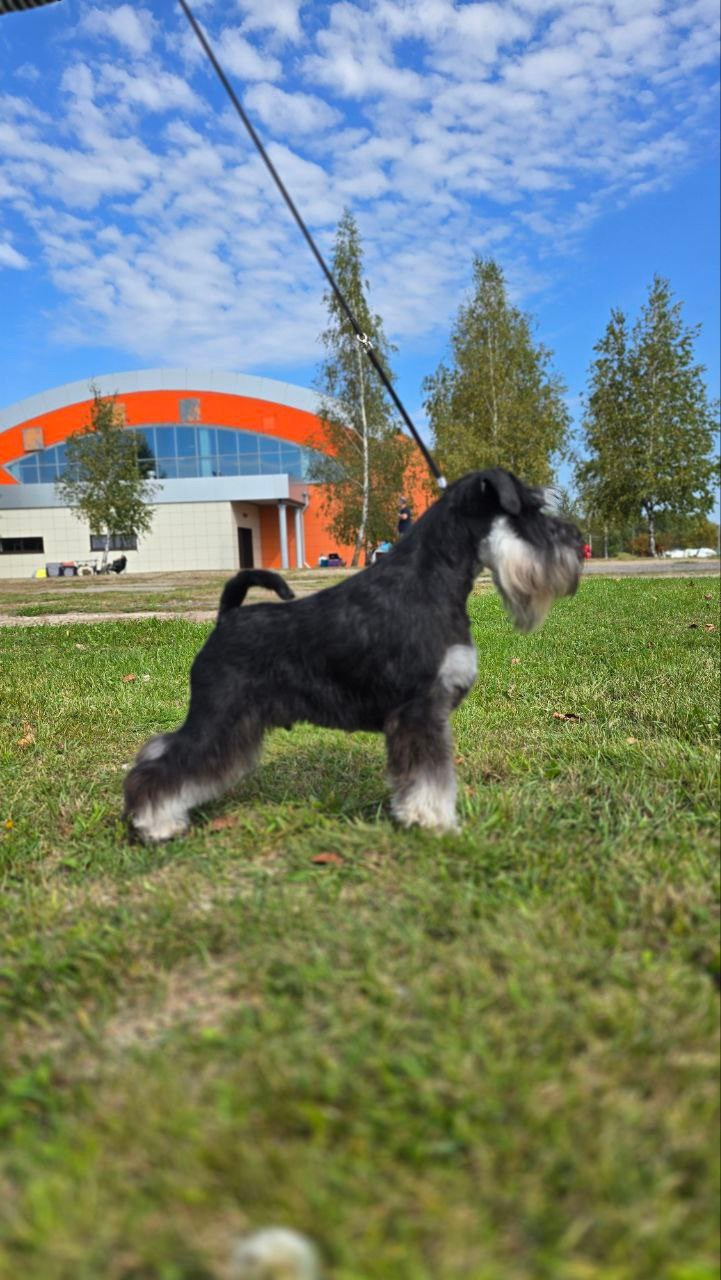 Цафир⚡️DELINSO BALANCE СZAFIR LUMIER