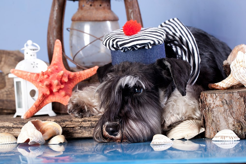 Питомник Делинсо Бэлэнс, щенки цвергшнауцера, купить щенка цвергшнауцера, питомник цвергшнауцеров, кобель цвергшнауцера для вязки, щенок цвергшнауцера, питомник цвергшнауцеров, черный с серебром, цверг, лучший питомник в беларуси, питомник цвергшнауцеров минск