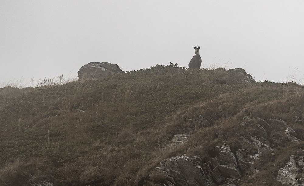 Трейловый бег «Альпиндустрия. Три курорта''. Репортажный фотограф в Красной Поляне и Сочи Павлюченко Екатерина