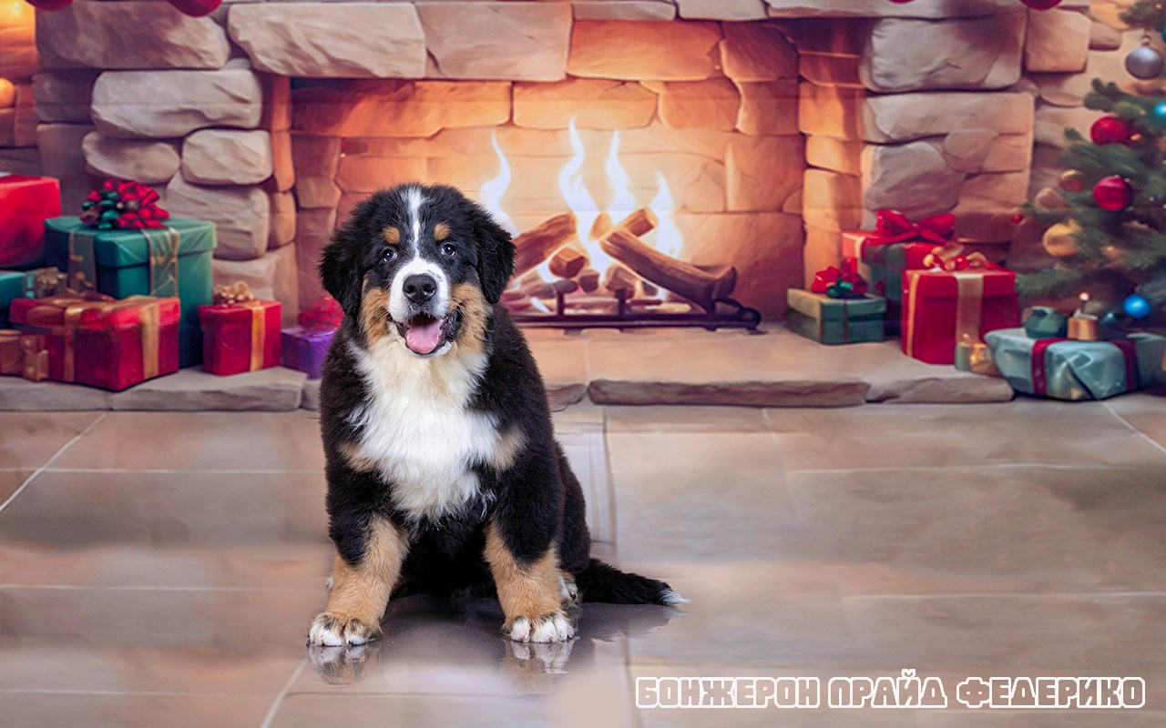 Бонжерон прайд. Фотограф 📸 семейный, предметный, репортажный