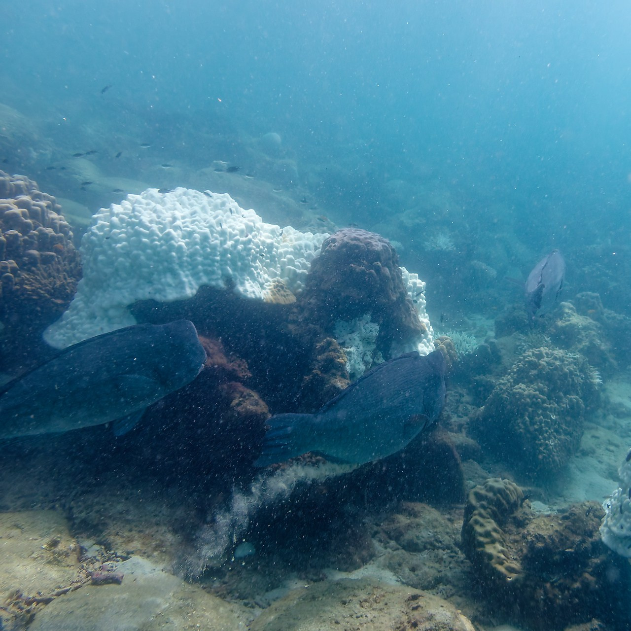 Мне посмотреть. Рыбов показываю