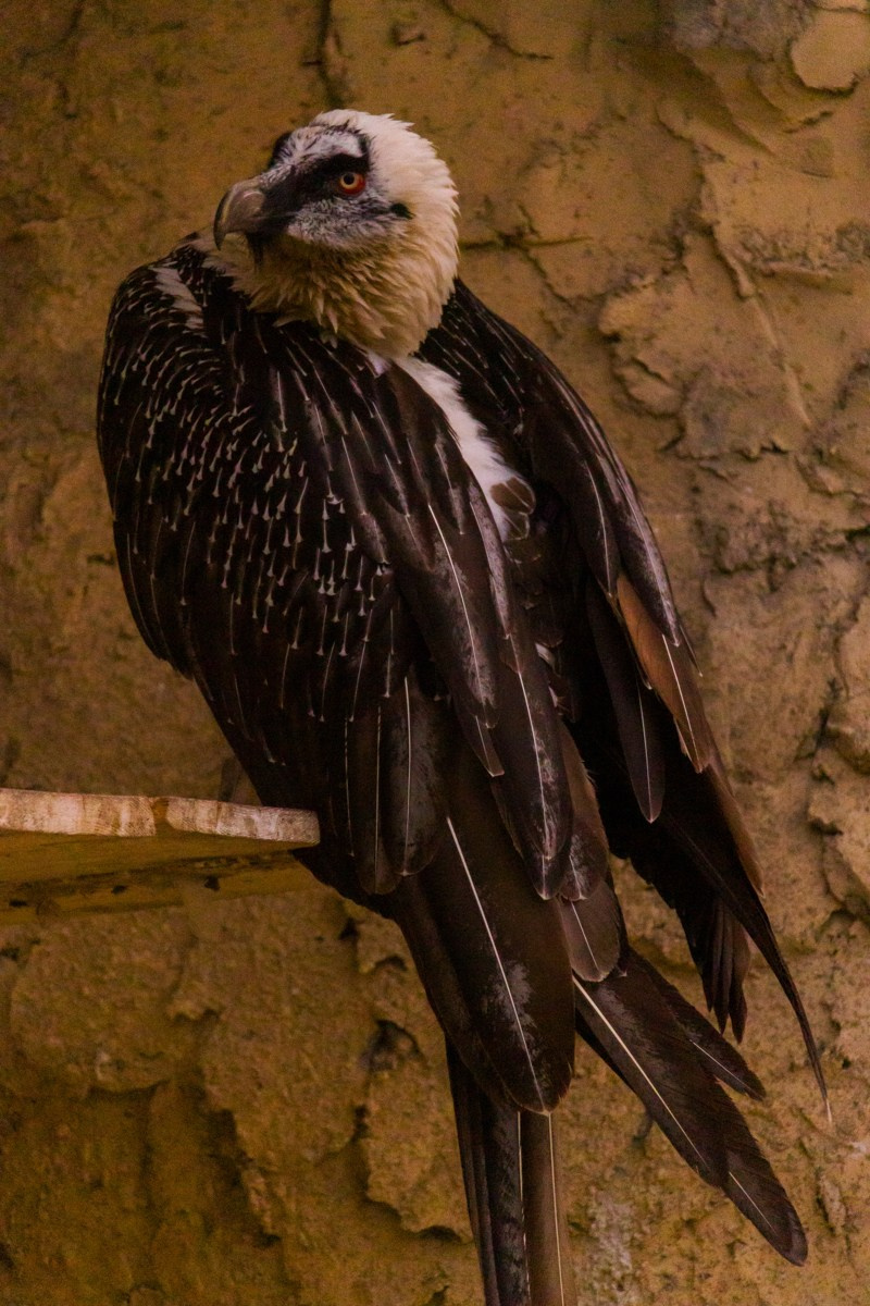 Птицы. Photomantis