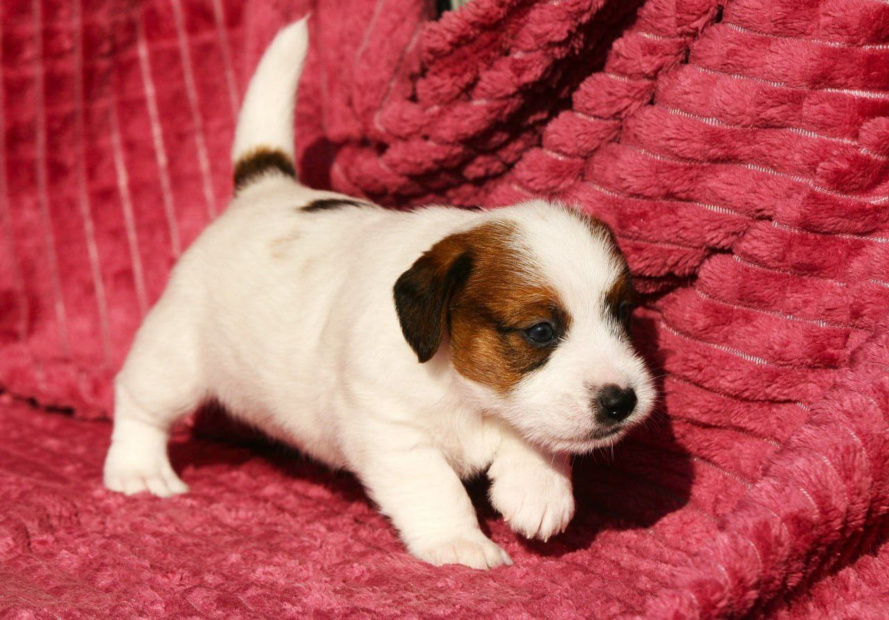 Кобель1. Lovely Orange kennel Jack Russell Terrier FCI/RKF