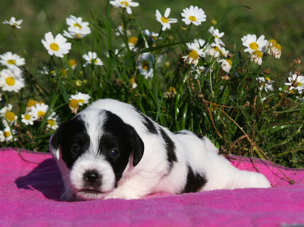 Кобель. Lovely-Orange питомник джек рассел терьеров