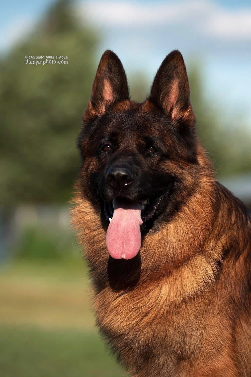 Экстерьерная фотосъёмка немецких овчарок. Фотограф собак, фотограф-анималист Аня Титова (Titanya). Москва