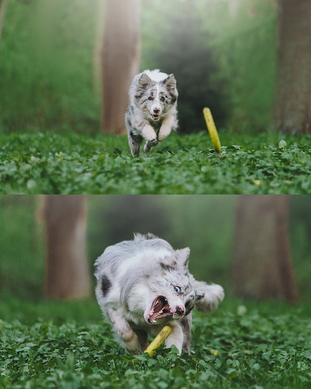 Света, Катрин и Умка. Фотограф анималист в Москве и Санкт-Петербурге Свиридова Анна