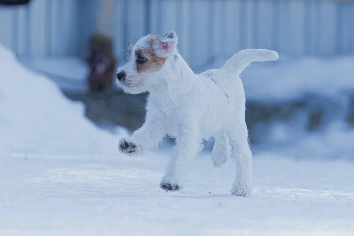 Сука 2. Lovely-Orange питомник джек рассел терьеров