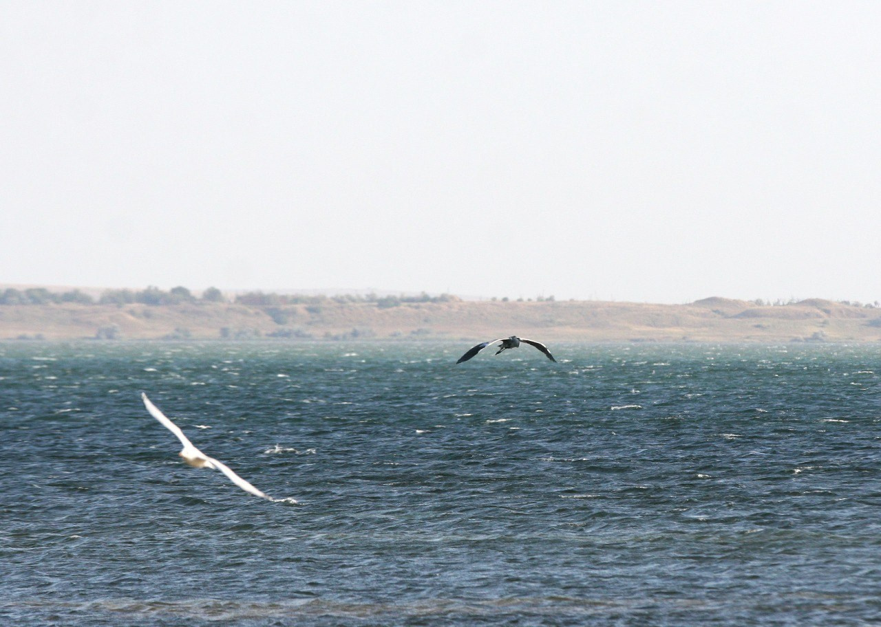 Жизнь питомника. Lovely-Orange питомник джек рассел терьеров