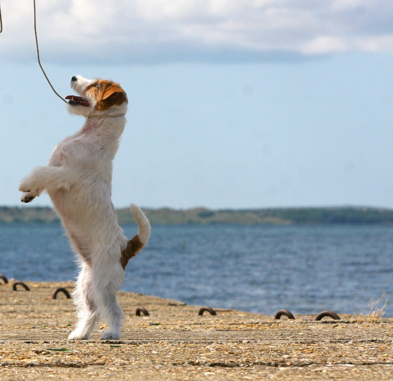 Anroal Chiquilla aka Miya. Lovely-Orange питомник джек рассел терьеров