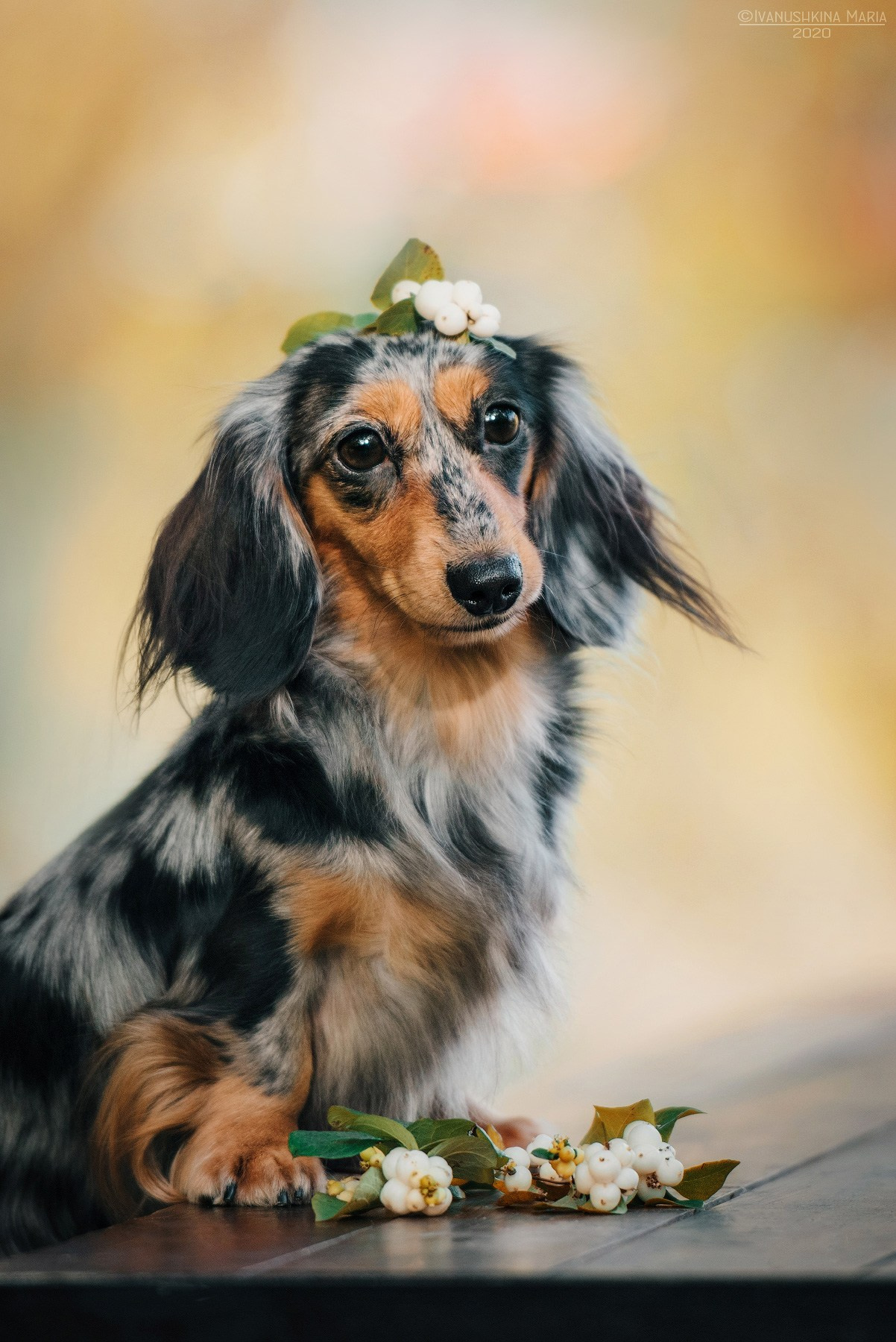 Фотограф-анималист. Фотограф собак в Москве и Московской области Иванушкина Мария