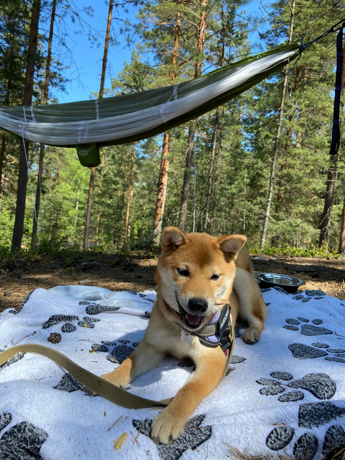 сиба питомник Рубилайт щенки на продажу rubylight  сиба щенки купить