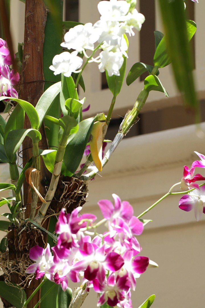 Тайланд 2014 г. Улица, люди, жизнь…