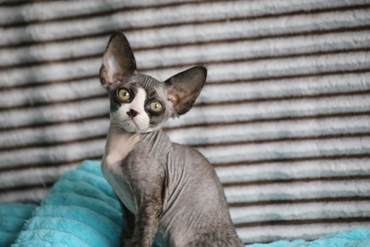 DRX n 03 котик Nevskiy Favorite Manaure готов к резерву 🧿 д/р 03.02.26. Nevskiy Favorite — питомник девон-рексов в Санкт-Петербурге. Здоровые, ласковые и редкие котята