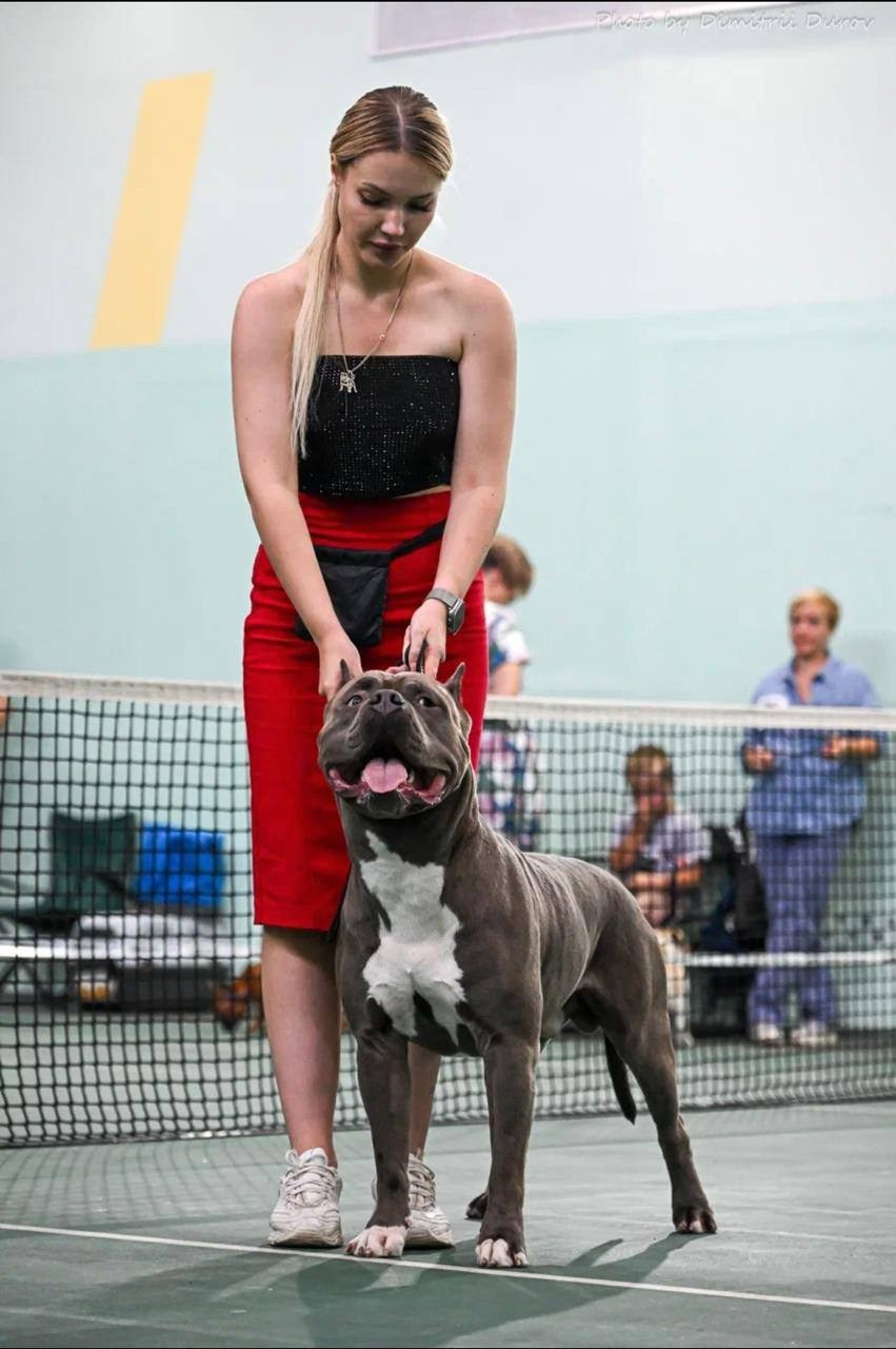 Участие в выставках. Американские булли XL в г. Калининград. Питомник Great Bully UNIVERSE