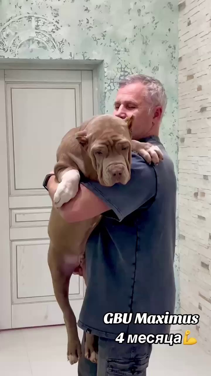 Hunter&Queenie, 10.09.25. Американские булли XL в г. Калининград. Питомник Great Bully UNIVERSE