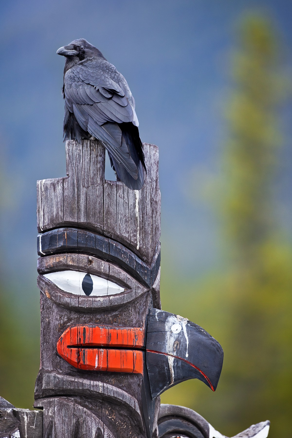 Фотограф Владимир Медведев