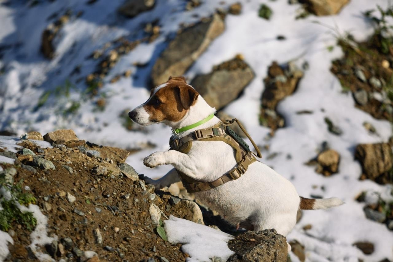 Фотопрогулка с хвостиком. Buyvolenko Andrey