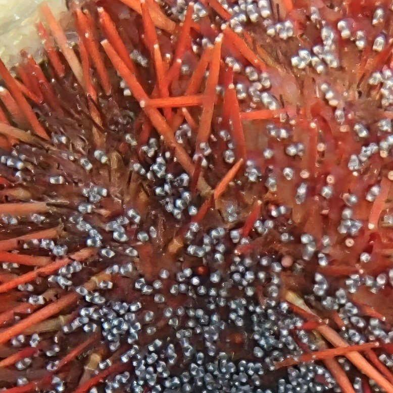 Мне посмотреть. Рыбов показываю