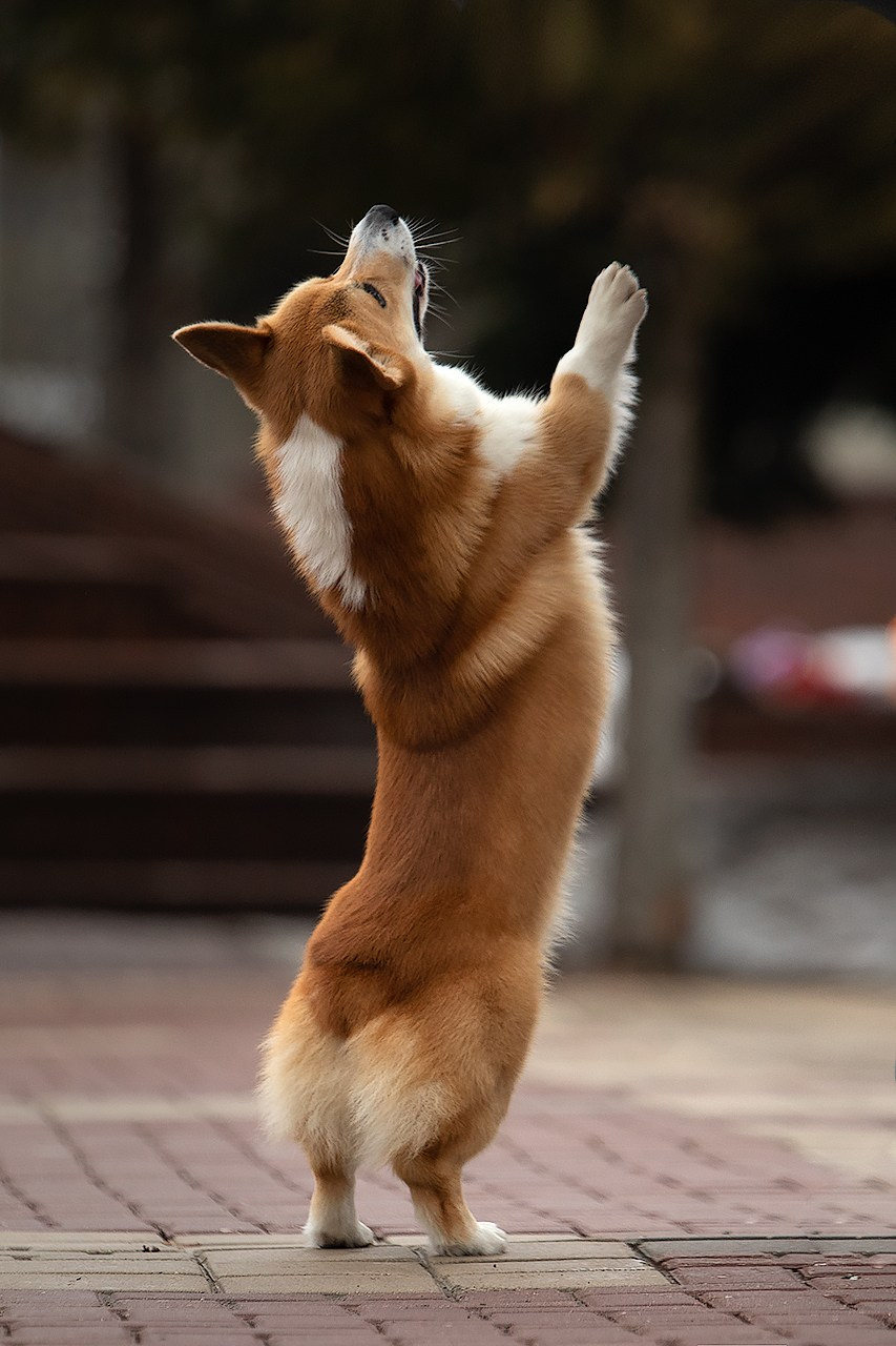 ПРОГУЛОЧНАЯ ИСТОРИЯ. Фотограф — анималист в Туле Юлия Лето