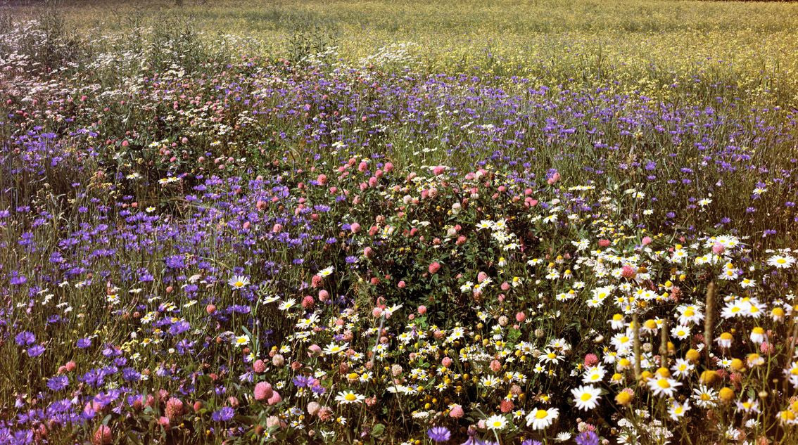 Лето. ВАДИМ ГИППЕНРЕЙТЕР — ВЕЛИКИЙ ФОТОГРАФ ЗЕМЛИ РУССКОЙ