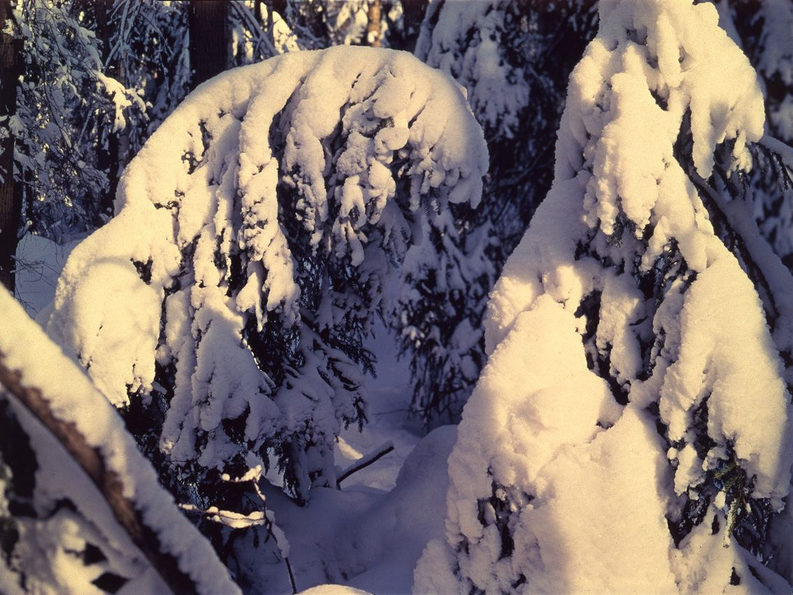 Зима. ВАДИМ ГИППЕНРЕЙТЕР — ВЕЛИКИЙ ФОТОГРАФ ЗЕМЛИ РУССКОЙ