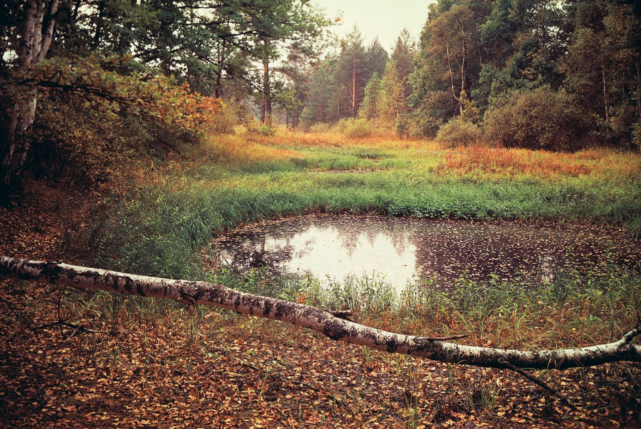 Осень. ВАДИМ ГИППЕНРЕЙТЕР — ВЕЛИКИЙ ФОТОГРАФ ЗЕМЛИ РУССКОЙ