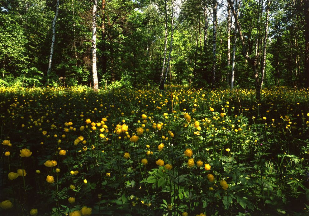 Лето. ВАДИМ ГИППЕНРЕЙТЕР — ВЕЛИКИЙ ФОТОГРАФ ЗЕМЛИ РУССКОЙ