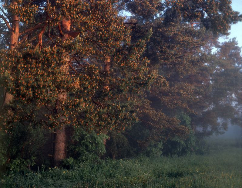 Лето. ВАДИМ ГИППЕНРЕЙТЕР — ВЕЛИКИЙ ФОТОГРАФ ЗЕМЛИ РУССКОЙ