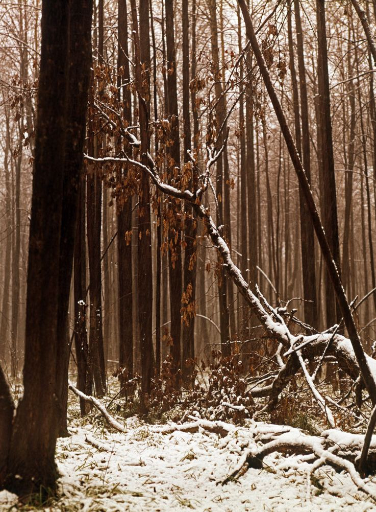 Осень. ВАДИМ ГИППЕНРЕЙТЕР — ВЕЛИКИЙ ФОТОГРАФ ЗЕМЛИ РУССКОЙ