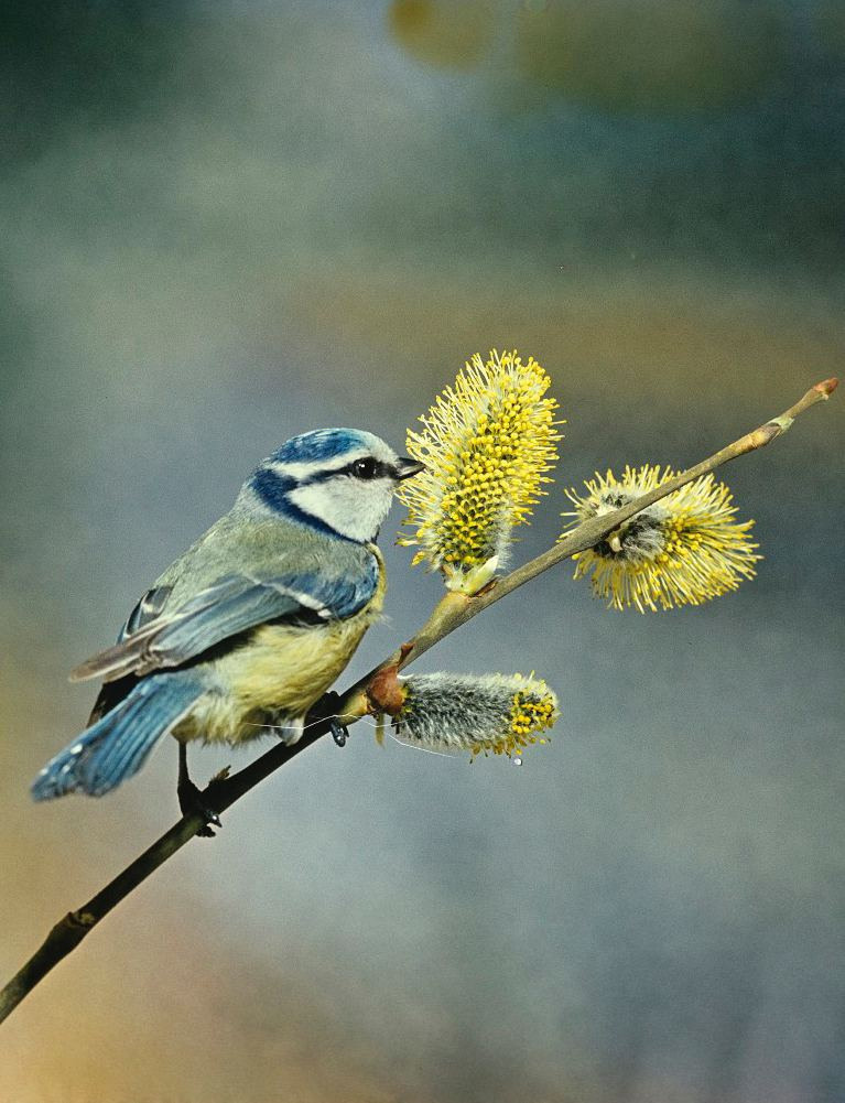 Весна. ВАДИМ ГИППЕНРЕЙТЕР — ВЕЛИКИЙ ФОТОГРАФ ЗЕМЛИ РУССКОЙ