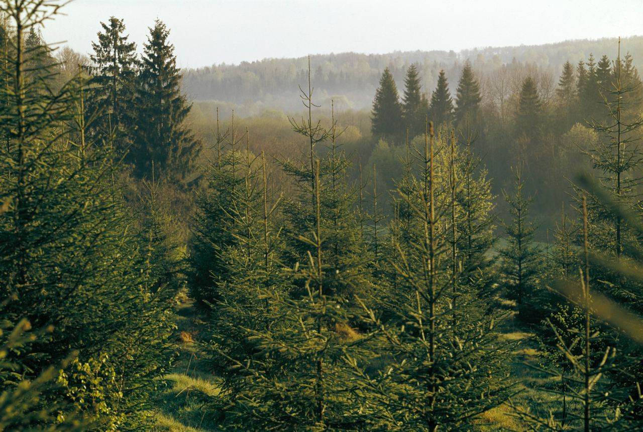 Лето. ВАДИМ ГИППЕНРЕЙТЕР — ВЕЛИКИЙ ФОТОГРАФ ЗЕМЛИ РУССКОЙ
