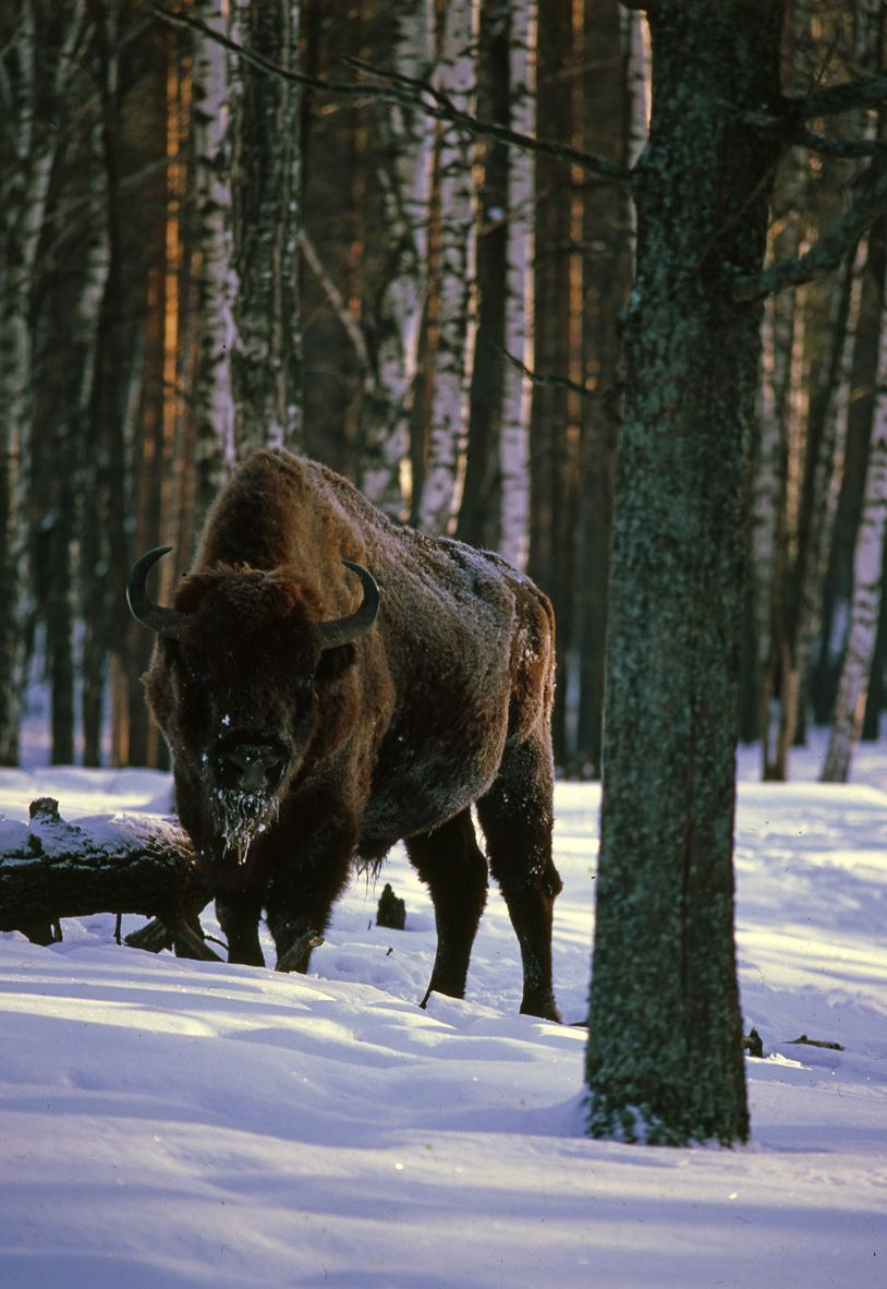 Зима. ВАДИМ ГИППЕНРЕЙТЕР — ВЕЛИКИЙ ФОТОГРАФ ЗЕМЛИ РУССКОЙ