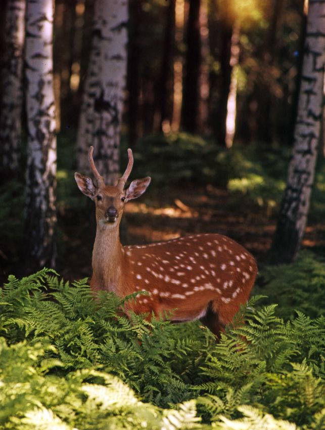 Лето. ВАДИМ ГИППЕНРЕЙТЕР — ВЕЛИКИЙ ФОТОГРАФ ЗЕМЛИ РУССКОЙ