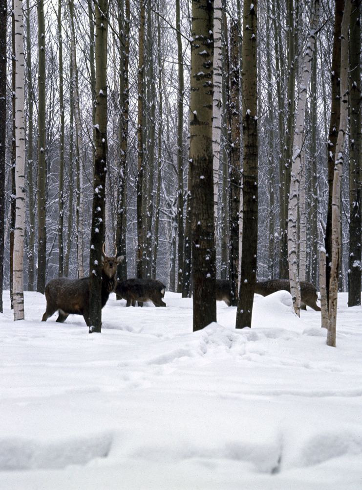 Зима. ВАДИМ ГИППЕНРЕЙТЕР — ВЕЛИКИЙ ФОТОГРАФ ЗЕМЛИ РУССКОЙ