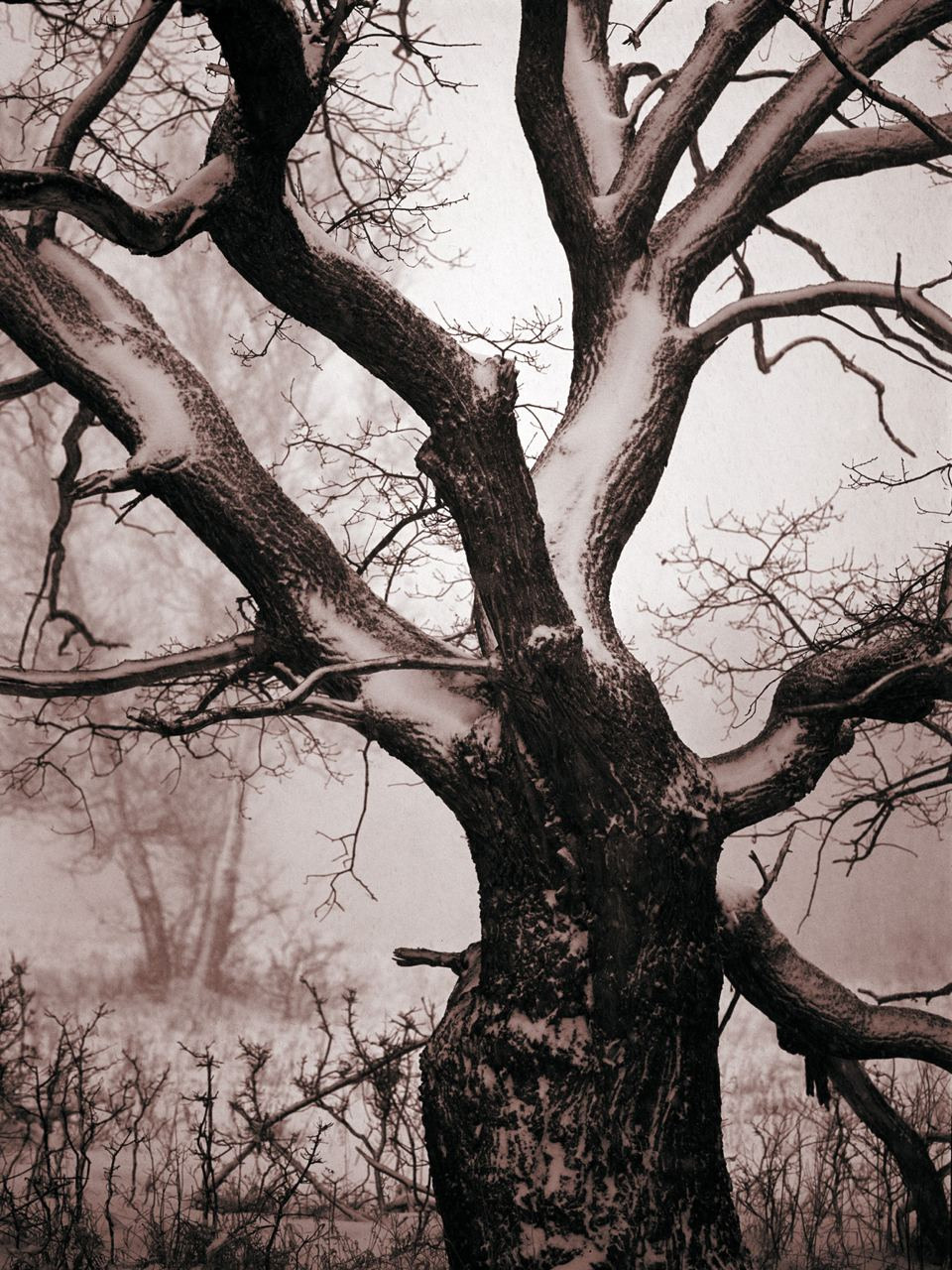 Зима. ВАДИМ ГИППЕНРЕЙТЕР — ВЕЛИКИЙ ФОТОГРАФ ЗЕМЛИ РУССКОЙ