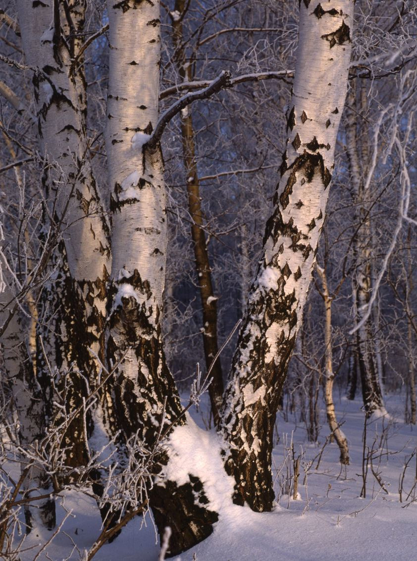 Зима. ВАДИМ ГИППЕНРЕЙТЕР — ВЕЛИКИЙ ФОТОГРАФ ЗЕМЛИ РУССКОЙ