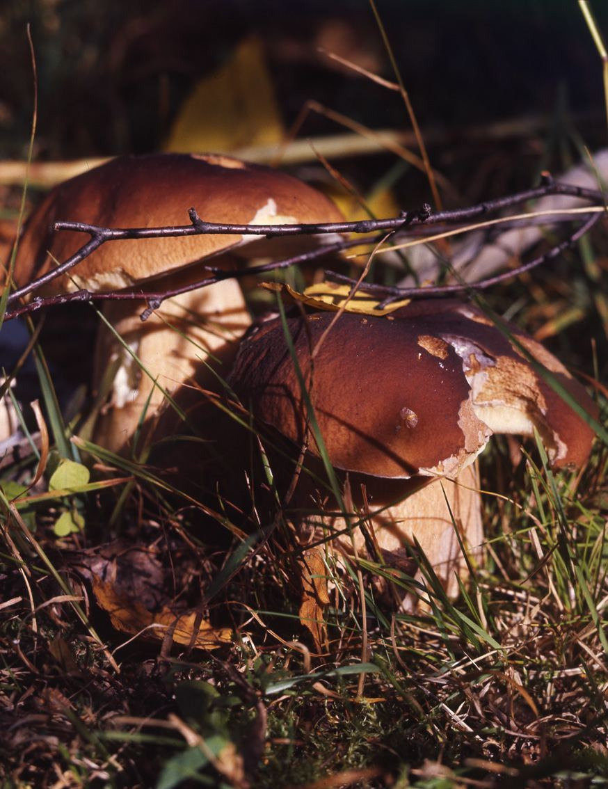 Осень. ВАДИМ ГИППЕНРЕЙТЕР — ВЕЛИКИЙ ФОТОГРАФ ЗЕМЛИ РУССКОЙ