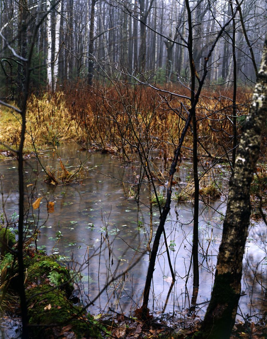 Осень. ВАДИМ ГИППЕНРЕЙТЕР — ВЕЛИКИЙ ФОТОГРАФ ЗЕМЛИ РУССКОЙ