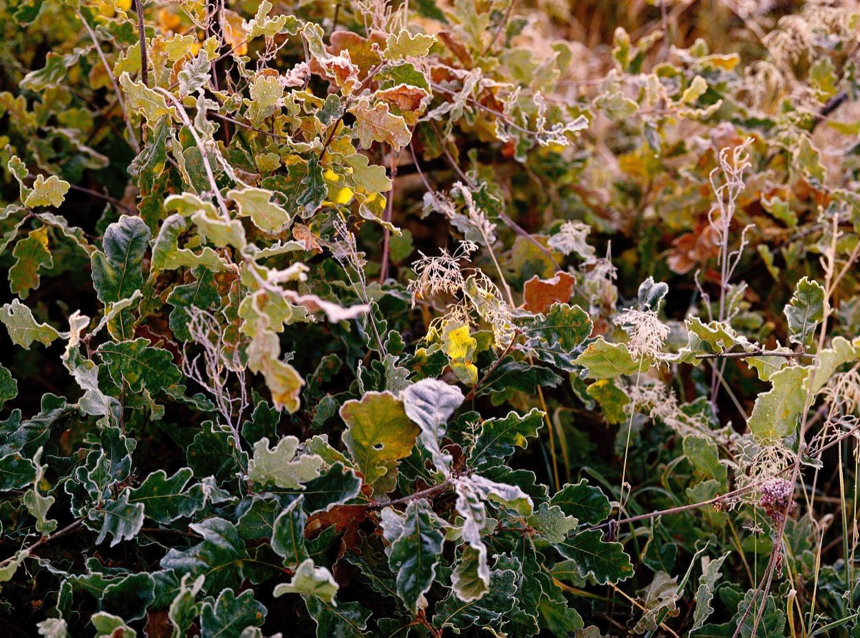 Осень. ВАДИМ ГИППЕНРЕЙТЕР — ВЕЛИКИЙ ФОТОГРАФ ЗЕМЛИ РУССКОЙ